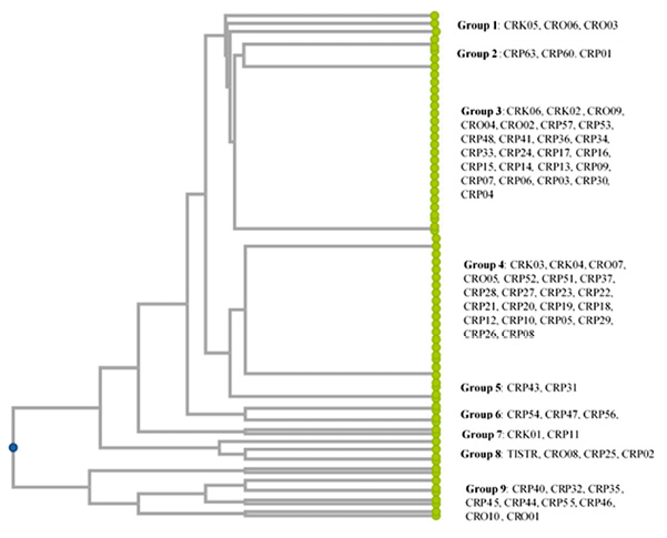 This dendrogram shows clustering of 71 S. aureus clinical strains based on similarities in antibiotic and heavy metal resistance profiles, indicating relationships among strains with comparable resistance patterns
