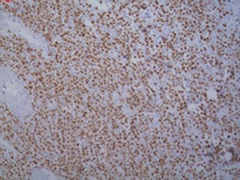 eosin-30.jpg