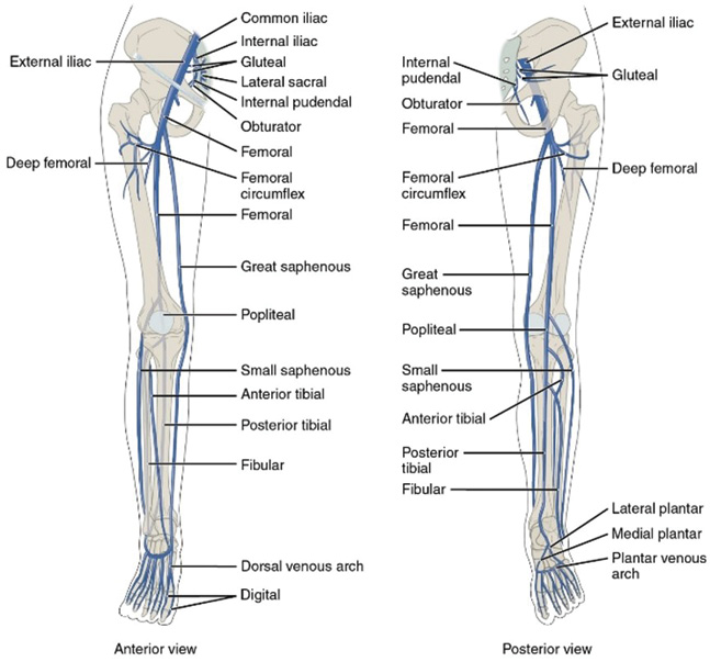 A diagram of a human leg with labels describing the different parts.

Description generated by AI
