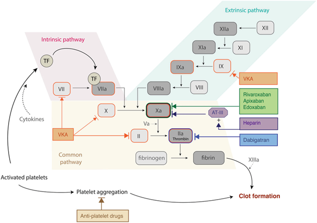 A diagram of a blood clot formation process.

Description generated by AI